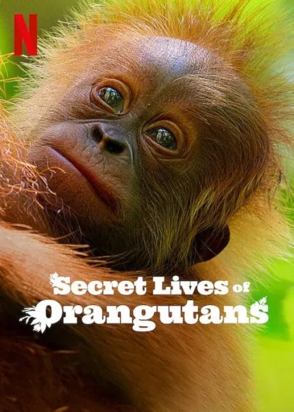 Secret Lives of Orangutans ชีวิตลับอุรังอุตัง โปสเตอร์
