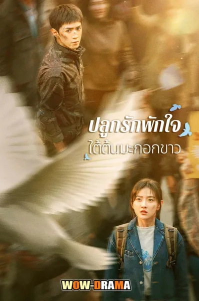 ปลูกรักพักใจ ใต้ต้นมะกอกขาว (พากย์ไทย) EP.1-38 END โปสเตอร์